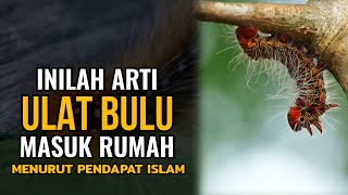 HARUS HATI HATI !! PERTANDA JIKA ADA ULAT BULU MASUK RUMAH MENURUT PENDAPAT ISLAM