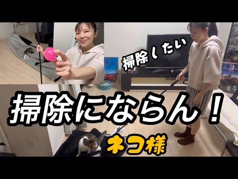 ネコがいると掃除にならない、ネコあるあるw #ネコ #ねこ #猫 #猫動画 #cat #cats #catlover