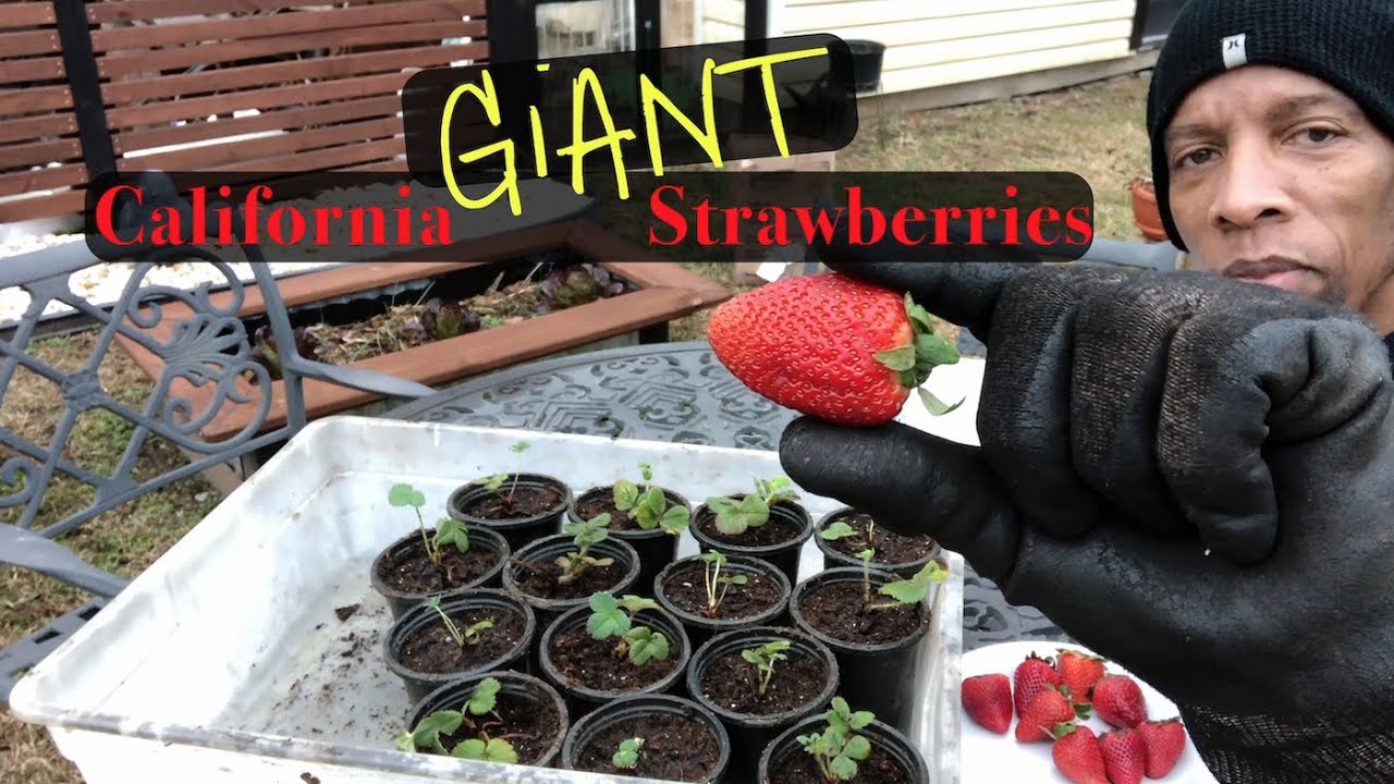 Growing California Giant Strawberries garden gardening strawberry