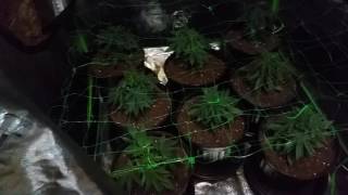 Humboldt seeds sapphire og kush 4x4 Scrog Mars 1600 grow