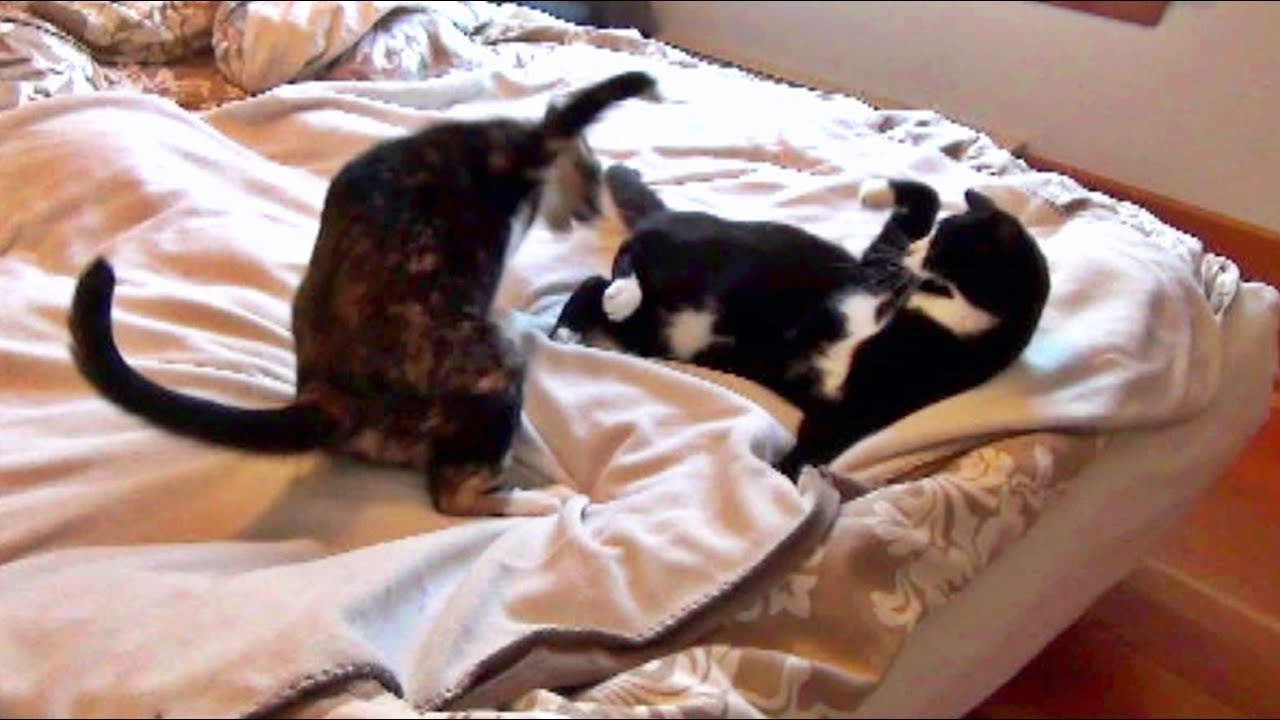 cute cats for sale The Cutest Cat Fight Club Ever!