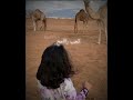 الحب راح وراح راعيه ظافر الحبابي بدون موسيقى تصميمي شيله Shorts دعم اكسبلور لايك ترند السعودية 