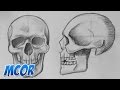 Como Dibujar el Craneo de Frente y Perfil | Anatomia