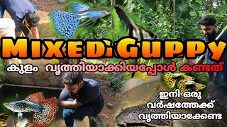 1 വർഷത്തിനുശേഷം  mixed guppy കുളം വൃത്തിയാക്കി.#guppy #guppyfish #fish #keralafarming