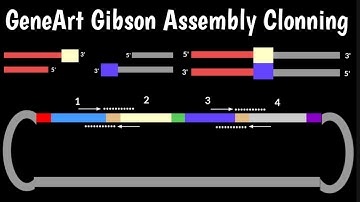 GeneArt Gibson Assembly Clonning |