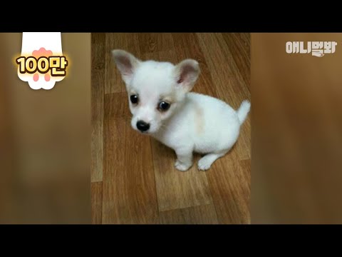 작별인사를 하지 않은 주인이 돌아올거라 믿은 강아지가 있었습니다ㅣDog Believes His Owner <strong>Will</strong> <strong>Come</strong> Back