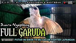 TRUCUKAN GACOR GARUDA || pancingan, masteran terbaik untuk trucuk dan burung lainya