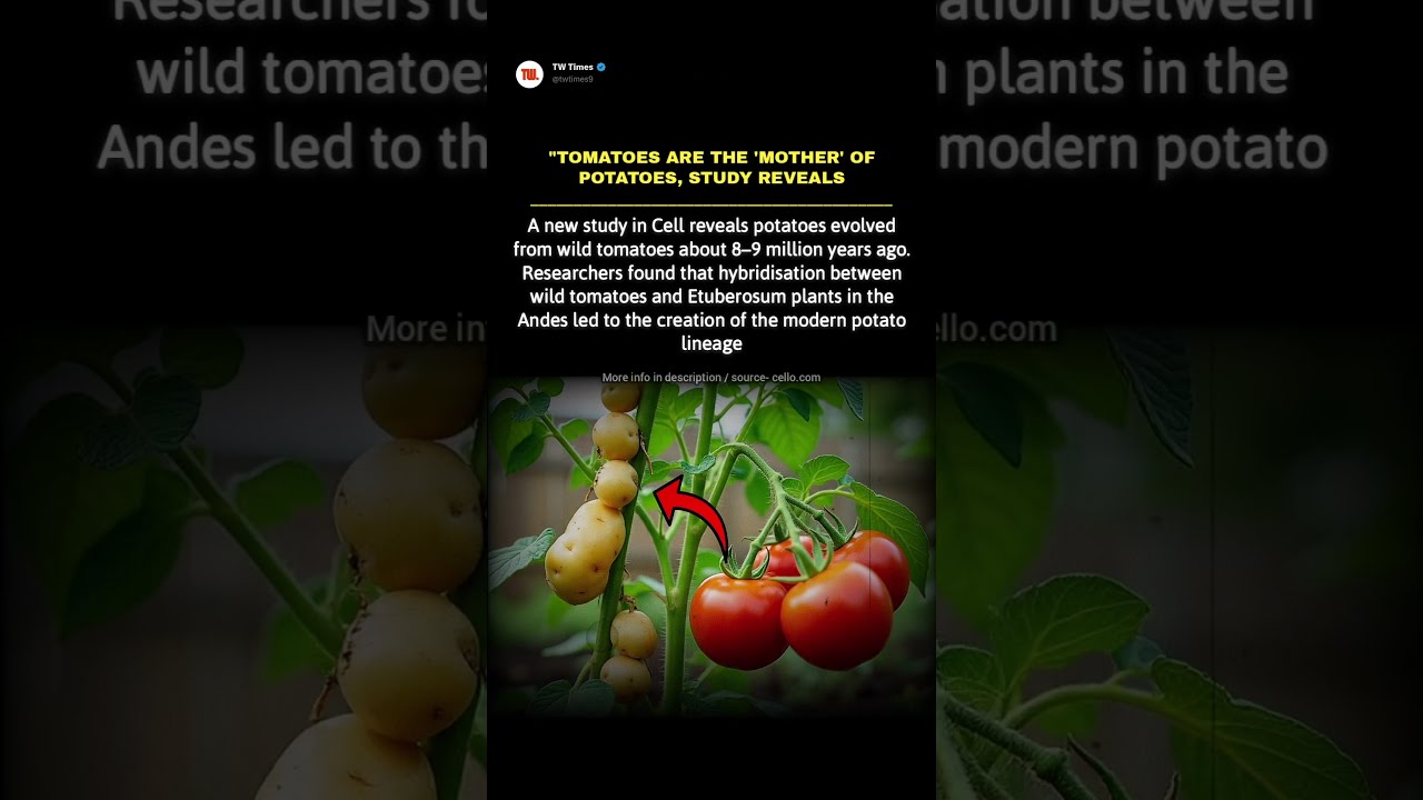  Tomatoes Are The Mother Of Potatoes Groundbreaking Study Reveals Evolutionary Link