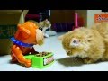 【マンチカンズ】猛犬の寝込みを襲うマンチカン ~ a fierce dog VS munchkin cats ~