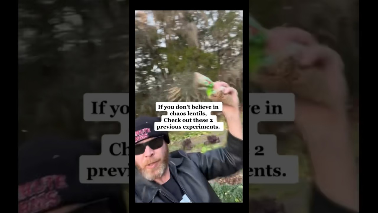 Chaos cover crops experiments black eyed peas and feed oats! 