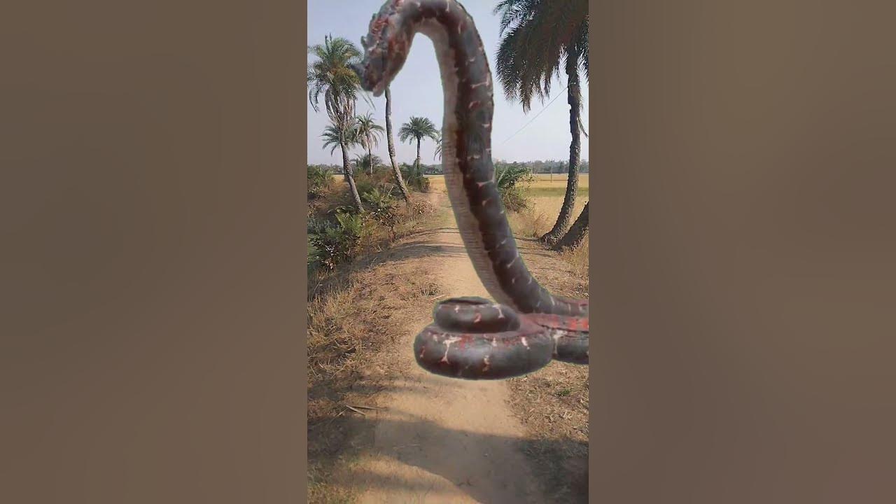 Anaconda Snake Chasing Boy Video #shorts #viral - YouTube