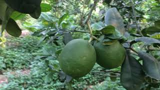 Nguyên Nhân Bưởi Da Xanh Có Hạt ...?