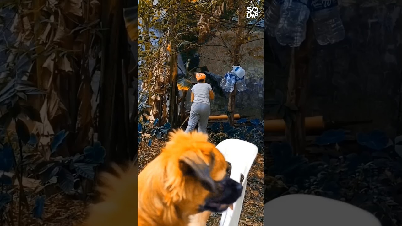 how a 🐕 dog shows gratitude for caregiver