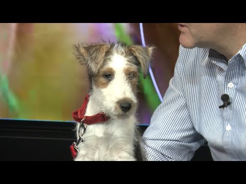 pirveli - ნანა ავალიშვილის გადაცემა \"კონსულტაცია ვეტერინართან\"