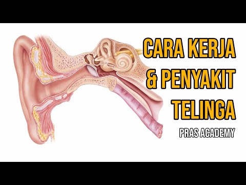 Video: Di manakah tulang-tulang pendengaran?