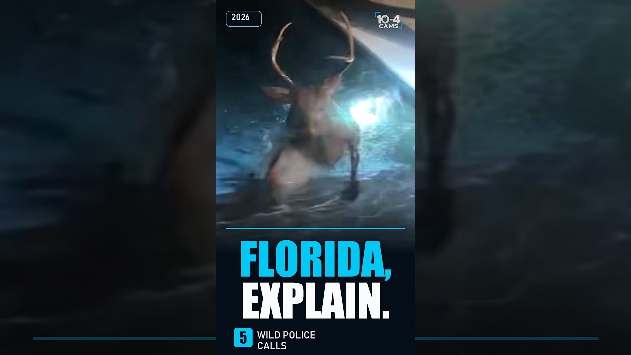 Top 5 Florida Police Calls That Got Weird Fast (2026) #bodycam  #police  #shorts  #florida
