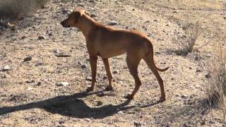 Rays Ruby Ridgeback