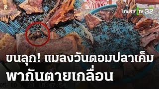 ผวา! แมลงวันตอมปลาเค็มตายเกลื่อน | 14 พ.ค. 67 | ข่าวเย็นไทยรัฐ