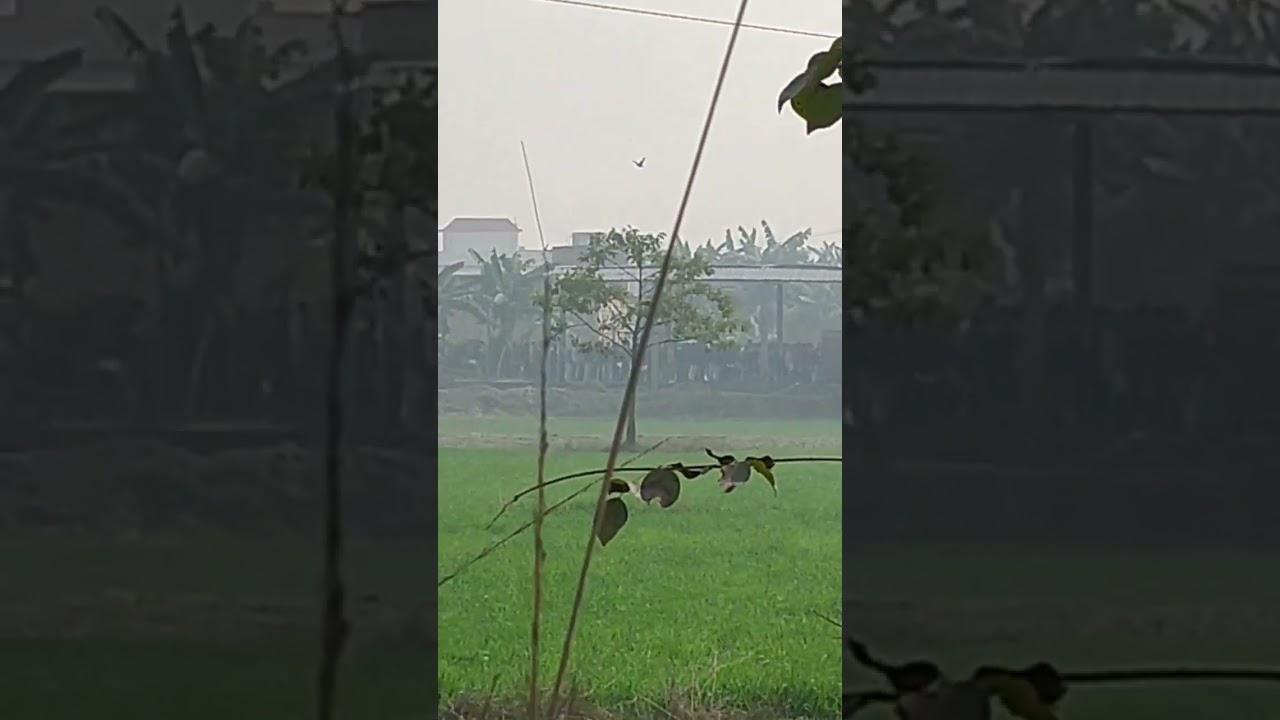 ION DIGITAL ZONE KANTI 🏪 