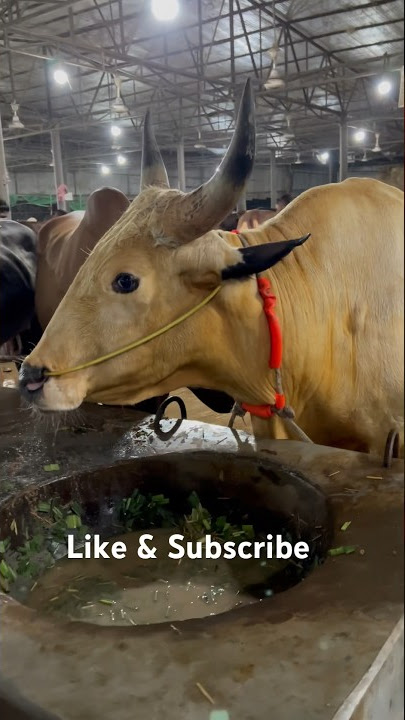 Gayal | Goyal Farm | Goyal Cow | Big Goyal Cow | Goyal Bull in Bangladesh | Al Modina Cattle Farm
