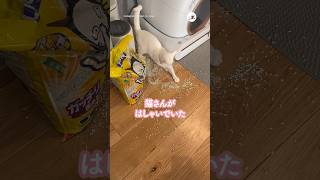 諦めしかない朝…｜PECO #白猫 #猫 #愛猫家 #猫動画 #猫のいる暮らし #whitecat #cat #catlover #catvideos #catlife