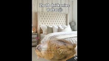 Thumbnail of przecież dopiero był czerwiec 😭 #cats #śmieszne#greenscreen #cat #trend#memes#funny#memy #catmeme