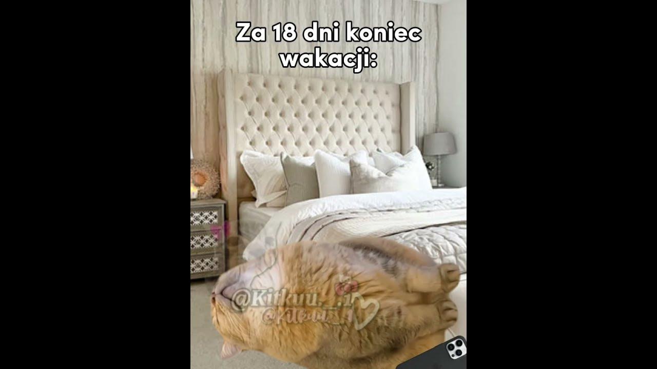 przecież dopiero był czerwiec 😭 #cats #śmieszne#greenscreen #cat #trend#memes#funny#memy #catmeme