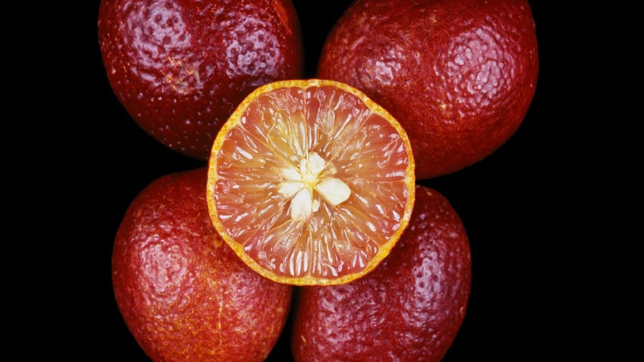 NUOVI AGRUMI RESISTENTI AL FREDDO con 