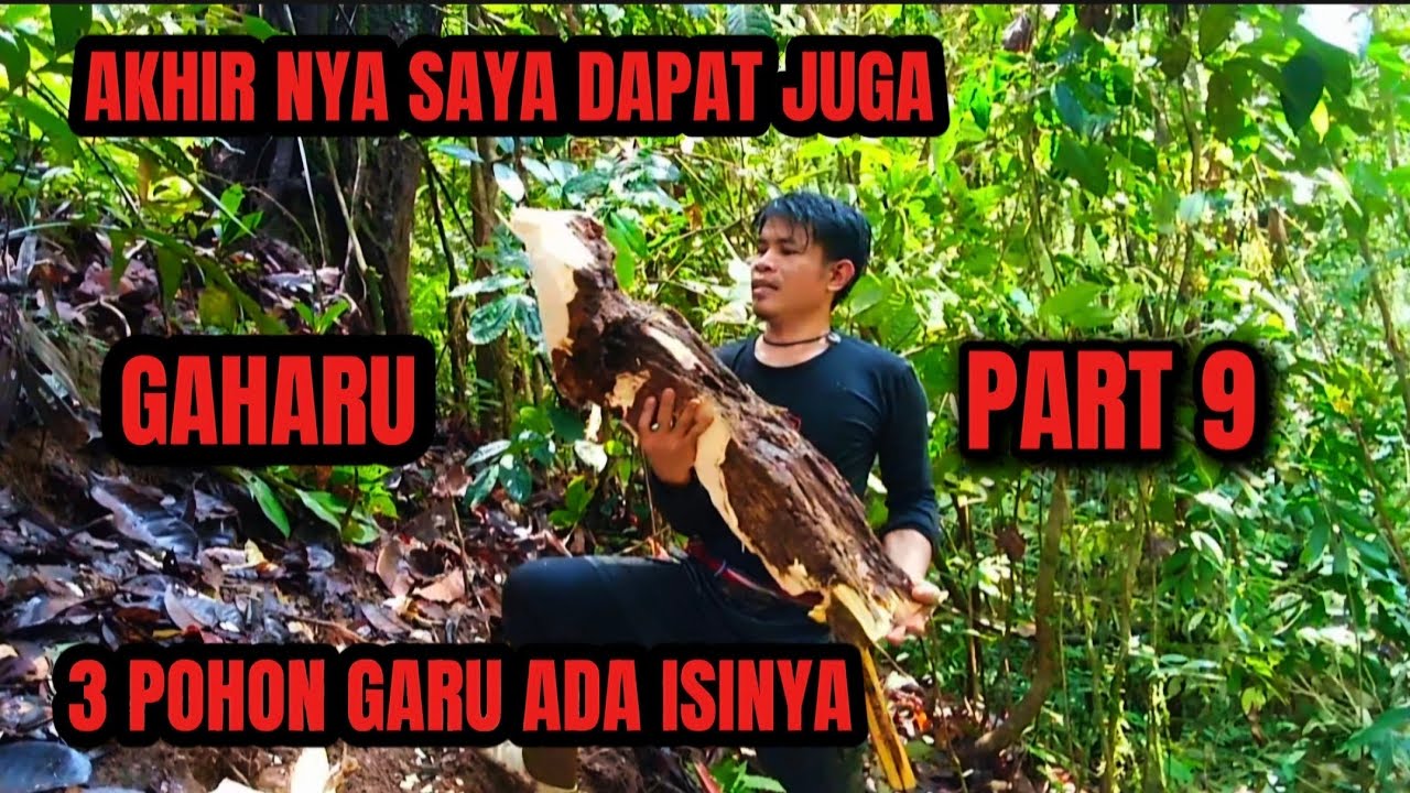 part 9 # 16 orang pecari kayu gharu menemukan 3 pohon gharu ada isi #kayugaharu #camping #dihutan