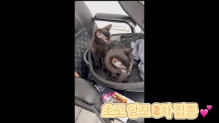 초꼬 앙꼬 2차 접종 💕 Choco Anko 2nd vaccination 💕