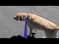 Leash Pulling Labrador - Prong Collar before/after Leash Pulling Labrador - Prong Collar before/after