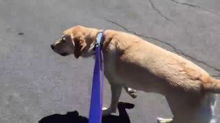 Leash Pulling Labrador - Prong Collar before/after