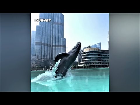 Whale in Dubai Mall fountain Area Video Shared by Emaar