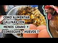 Como alimentar gallinas ponederas y tener más huevos con menos grano