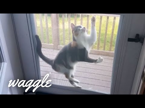 pets-who-are-stuck-|-funny-pet-fail-compilation