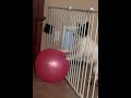 Crazy dog!
