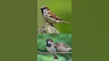 Sparrow Bird Call صوت عصفور الدوري 