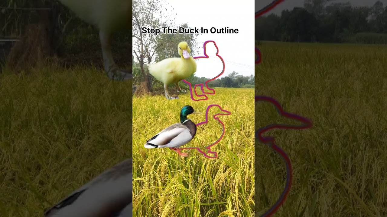 Stop Challange -19 😱 । Stop The Ducks In Outline🦆🏋‍♀️ 