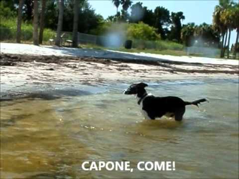 Picnic Island Dog Beach Tampa Fl Part Ii You Picnic Island Dog Beach Tampa Fl Part Ii
