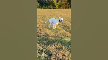 Dogo Argentino And Presa Canario Playing Dogo Dogoargentino Dogs Pet Doglover Presacanario 