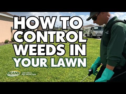 How to Control Weeds in Your Lawn - YouTube