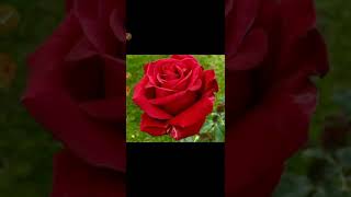 The proud rose 🌹 story in English. Stories with moral /ishu tales.