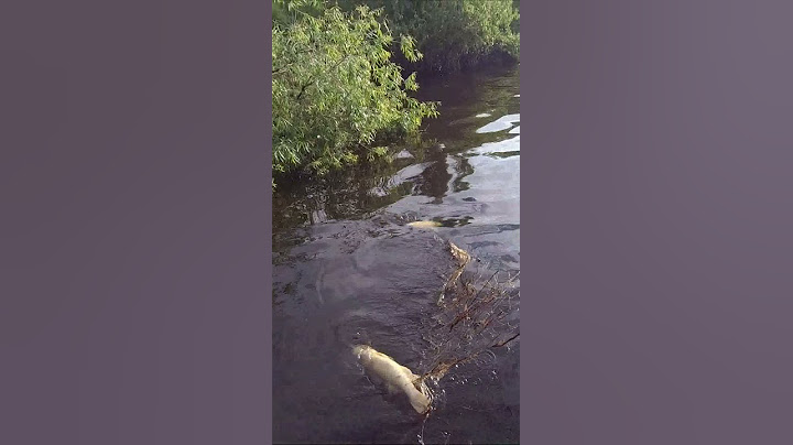 Нашли браконьерскую сеть, а там....