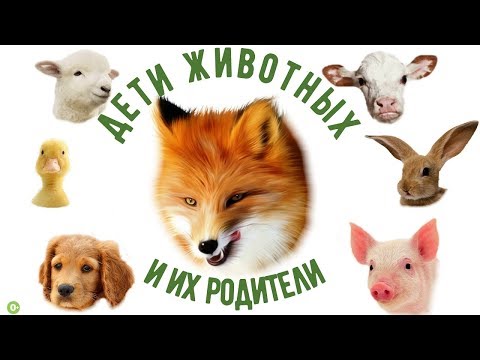 Животные и их детеныши. Названия животных и их детенышей.