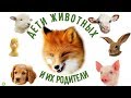 Животные и их детеныши. Названия животных и их детенышей.