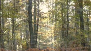 Buggenhout Bos - 14- 11- 2011