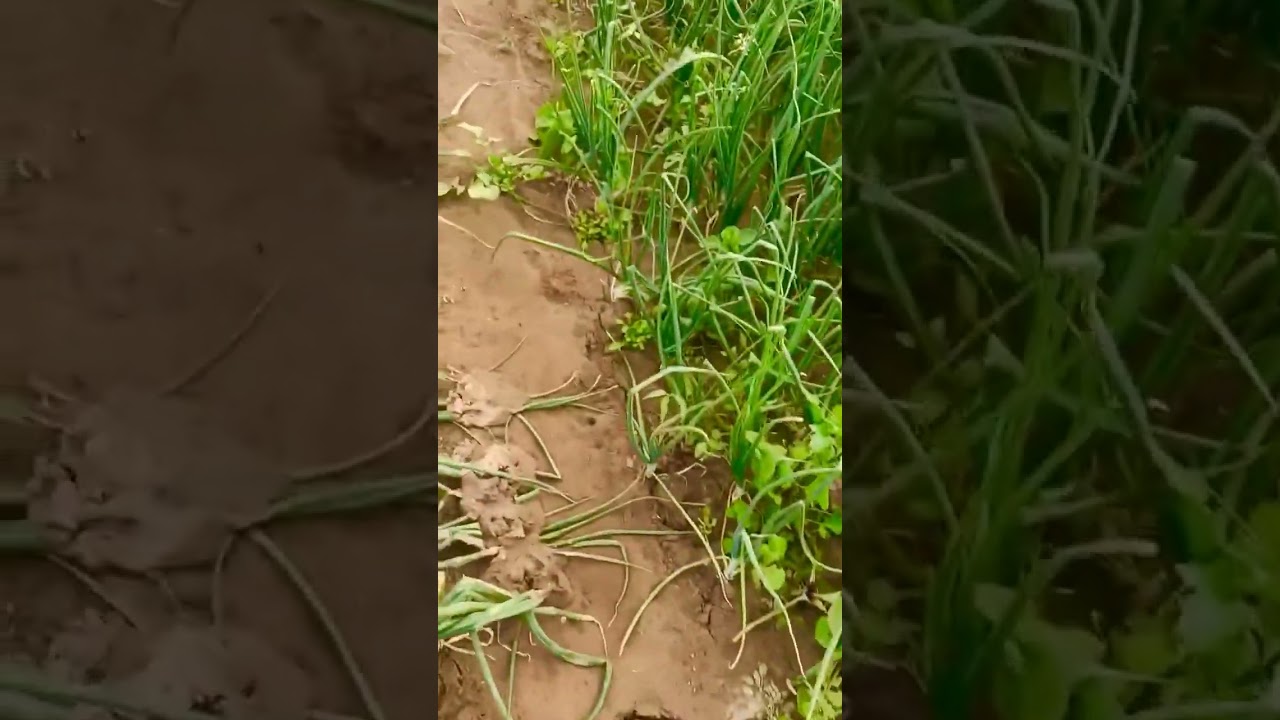 مزاع الوهط صبر لحج