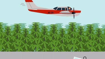 California v. Ciraolo Case Brief Summary | Law Case Explained