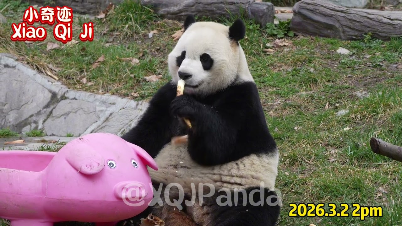 Xiao Qi Ji😘🌹2026.3.2 2pm🌹