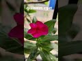 আমার বাগানের নয়ন তারা ফুল।           #flowers #garden